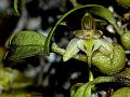 Green Bulb-Leaf Orchid